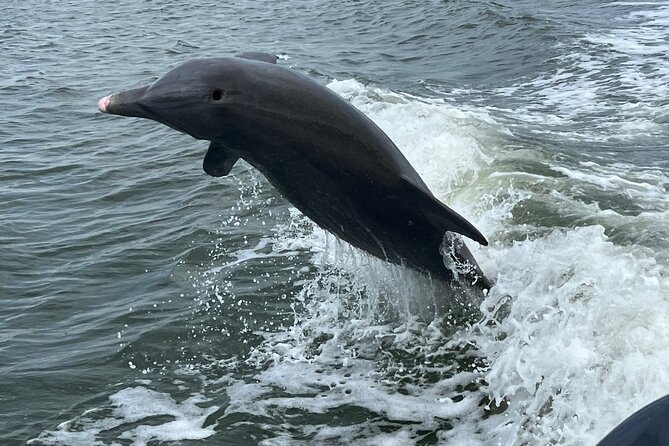 Half Day Private Shelling Dolphin EcoTour in 10 000 Island Marco - Key points to know before booking