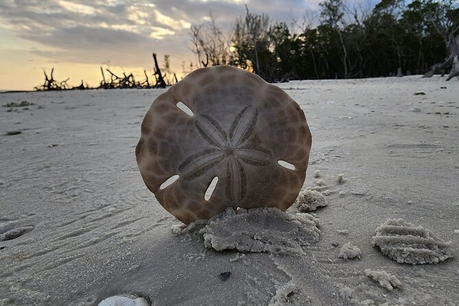 Half Day Private Shelling Dolphin EcoTour in 10 000 Island Marco - Shelling at Kice Island for nearly two hours