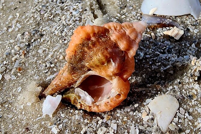 Half Day Private Shelling Dolphin EcoTour in 10 000 Island Marco - Timing, meeting point, and cancellation details