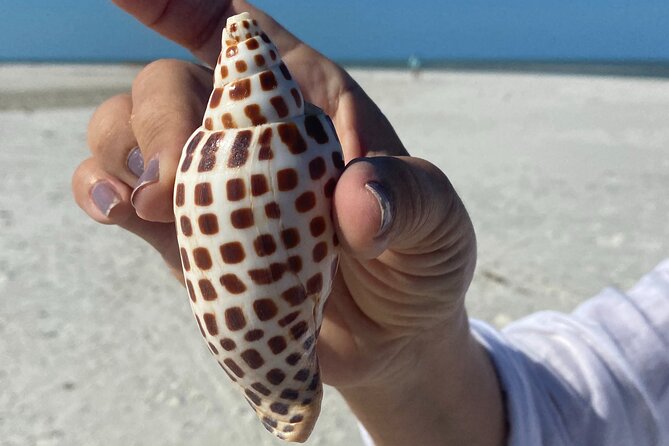 Half Day Shelling Dolphin Eco Tour in 10 000 Island and Marco - Quick points to know before booking