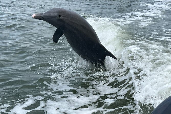 Half Day Shelling Dolphin Eco Tour in 10 000 Island and Marco - Kice Island and the search for better shells