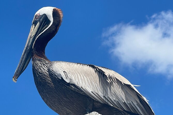 Half Day Shelling Dolphin Eco Tour in 10 000 Island and Marco - Boat comfort and the details that matter