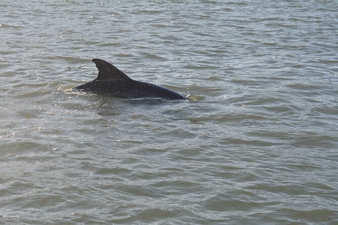 Half Day Shelling Dolphin Eco Tour in 10 000 Island and Marco - Who will enjoy this most