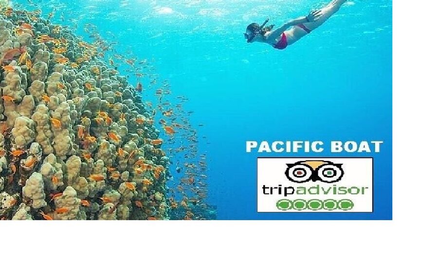 Hoi An/Da Nang: Snorkelling & Island-Hopping Speedboat Tour - From Hoi An or Da Nang to Cua Dai Harbor