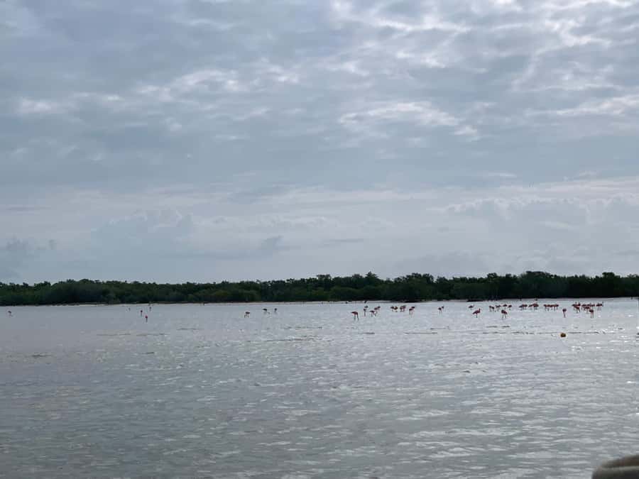 Holbox: Three Islands Tour - Flamingos bring a seasonal bonus