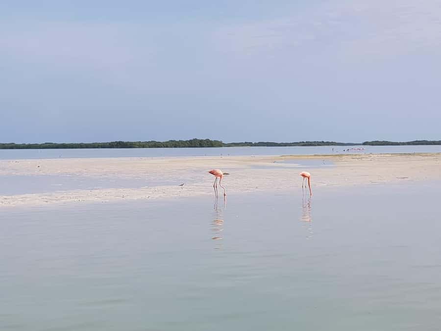 Holbox: Three Islands Tour - Who will enjoy this Holbox boat tour most