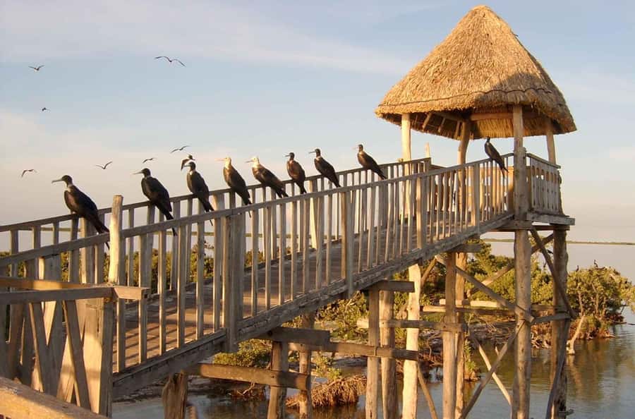 Holbox: Three Islands Tour - The Ojo de Agua is the tour’s most active stop