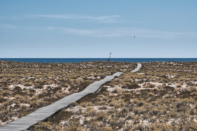 Hop On Hop Off 3 Islands: Deserta, Farol and Culatra - Who will enjoy this island day most