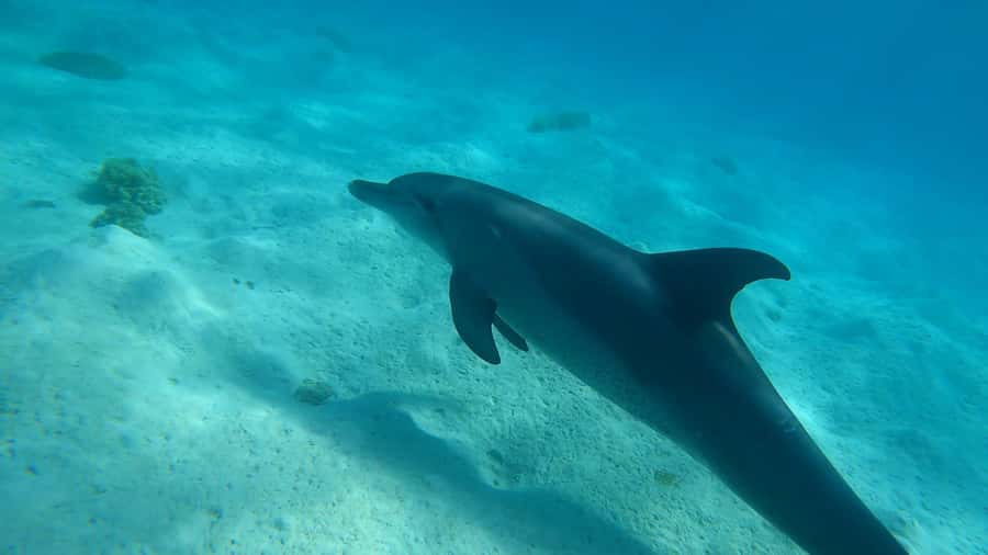 Hurghada: 3 Islands, Dolphins & Snorkel Yacht Trip w/ Lunch - Giftun Island National Park: the strongest reef stop