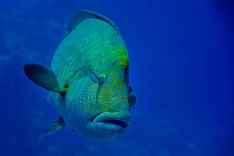 Hurghada: 3 Islands, Dolphins & Snorkel Yacht Trip w/ Lunch - Dolphin watching without a guaranteed encounter
