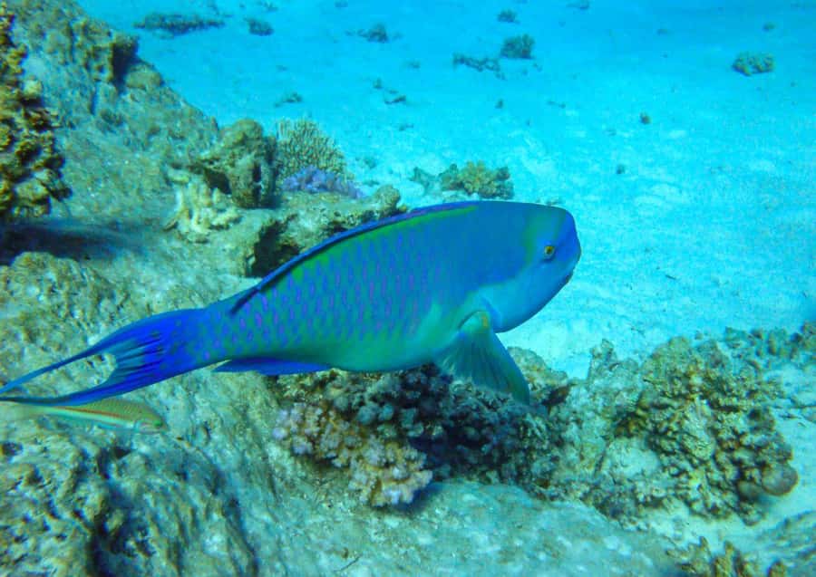 Hurghada: 3 Islands, Dolphins & Snorkel Yacht Trip w/ Lunch - Seafood lunch, breakfast, and plenty of drinks