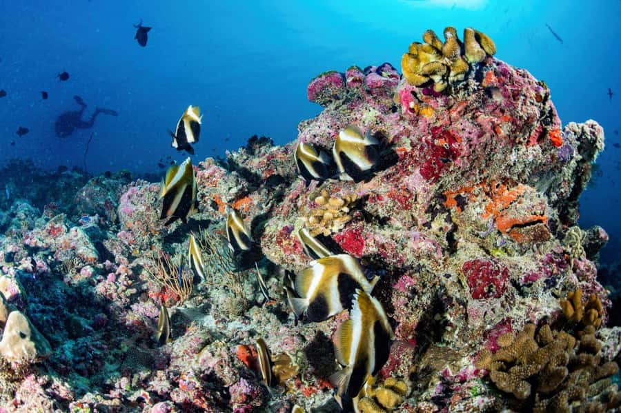 Hurghada: 3 Islands, Dolphins & Snorkel Yacht Trip w/ Lunch - Is $47 good value for Hurghada?