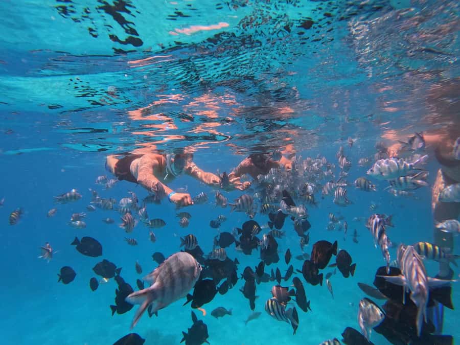 Hurghada: 4 Island Hopping Tour Dolphin, Snorkeling & Lunch - Lunch on the speedboat