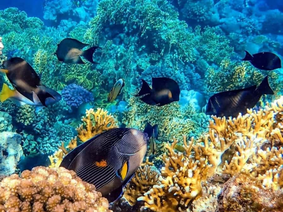 Island Hopping Gili Asahan, Gede, Rengit, Layar & Goleng - Gili Gede and its blue coral