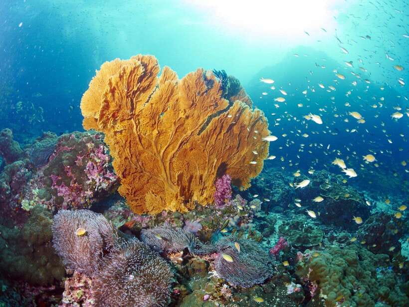 Ko Lanta: Amazing 4-Islands Snorkeling Day Trip w/ Lunch - Key points at a glance