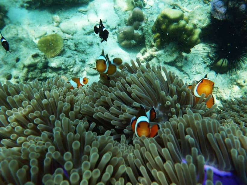 Koh Lanta: 4 Islands and Emerald Cave Snorkeling Trip - Koh Chuek and the Day’s Best Coral Stop