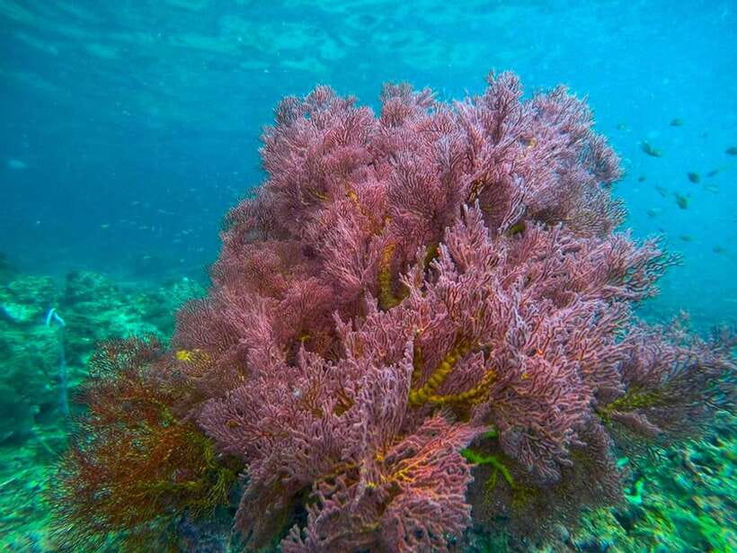 Koh Lanta: 4 Islands and Emerald Cave Snorkeling Trip - Who Will Get the Most From This Day