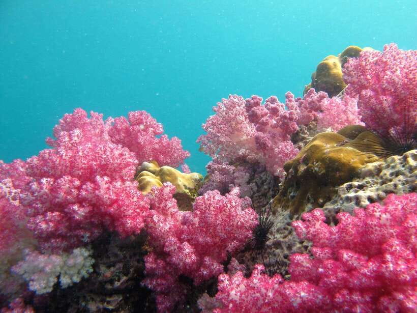 Koh Lipe: 5 Island Snorkeling Trip by Longtail Boat w/ Lunch - Hin Ngam: black stones and a short beach visit