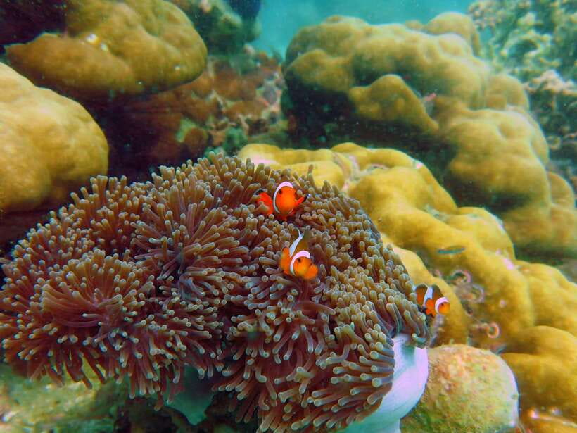 Koh Lipe: 5 Island Snorkeling Trip by Longtail Boat w/ Lunch - Koh Yang: hard coral in shallow water