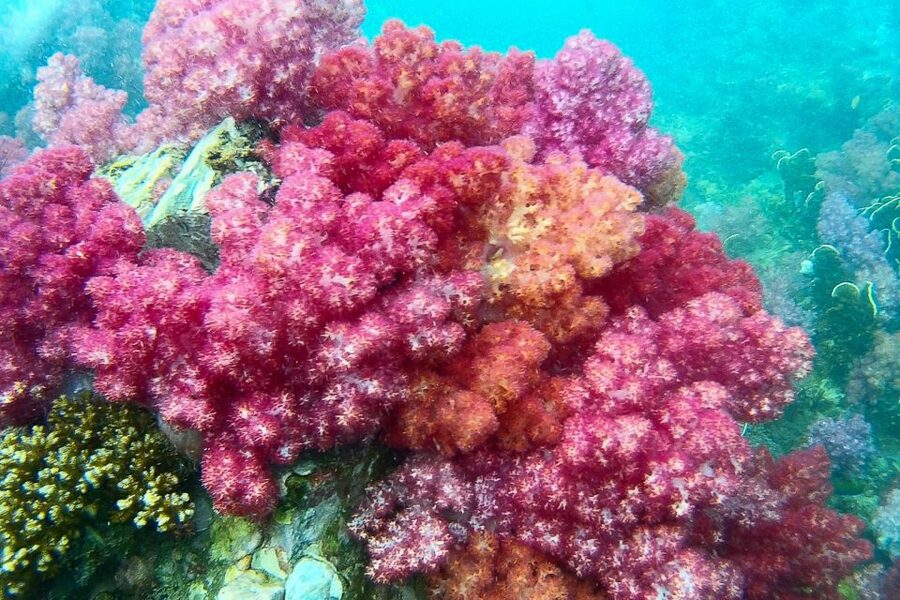 Koh Lipe: Full Day Multi-Island Snorkeling Trip with Lunch - What makes this Koh Lipe boat trip worth considering