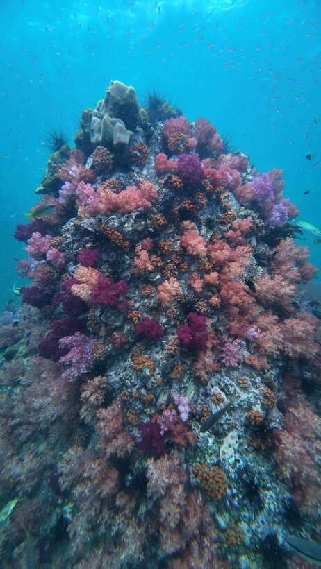 Koh Lipe: Half-Day Snorkelling Trip To 4 Islands 5 Points - Key points at a glance