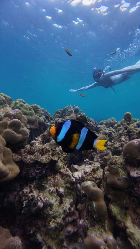 Koh Lipe: Half-Day Snorkelling Trip To 4 Islands 5 Points - Five island stops in four afternoon hours
