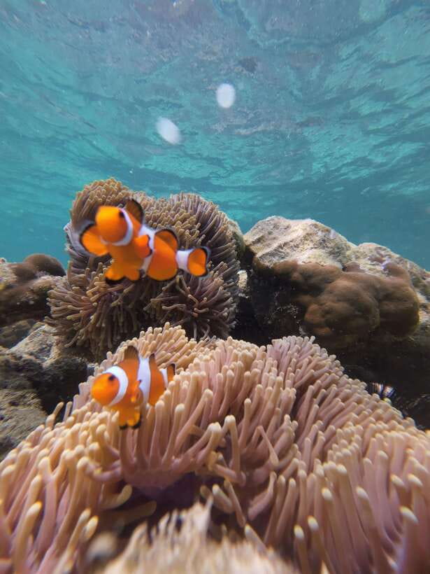 Koh Lipe: Half-Day Snorkelling Trip To 4 Islands 5 Points - Koh Yang and its coral garden