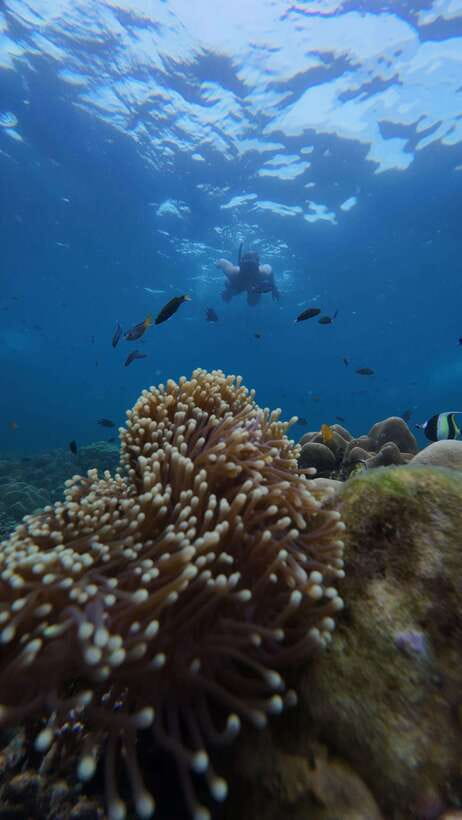 Koh Lipe: Half-Day Snorkelling Trip To 4 Islands 5 Points - Jabang Island and the seven-colored coral