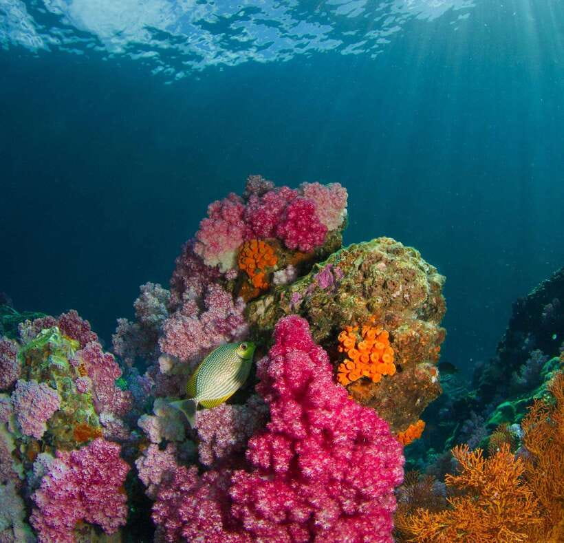 Koh Lipe: Island Hopping by Private Longtail Boat w/ Snorkel - Monkey Beach and the limits of wildlife stops