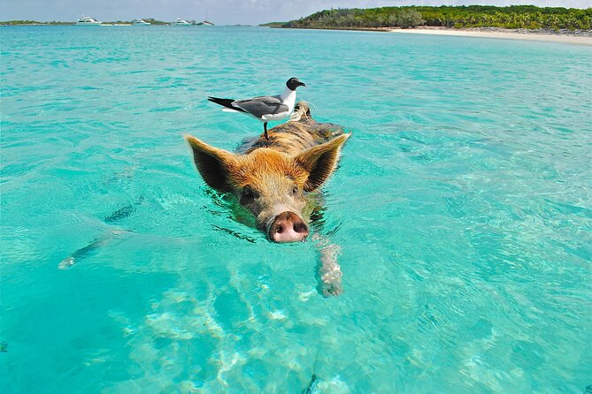 Koh Madsum (pig island) Koh Ten, Five island Tour - Key points to know before booking