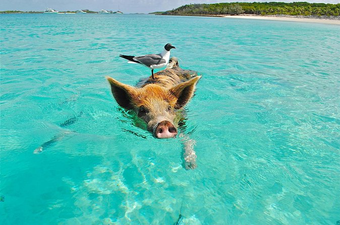 Koh Madsum (pig island) Koh Ten, Five island Tour - Koh Tan snorkeling at 2:00 p.m.