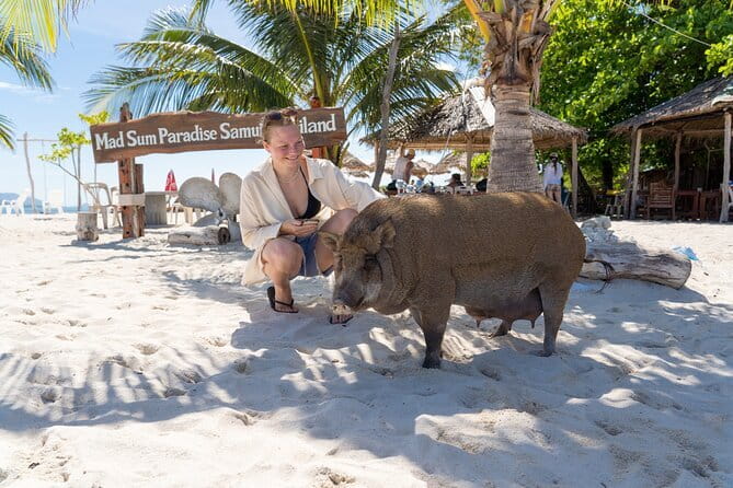 Koh Samui: Island Hopping Adventure in Coral and Pig Island - Pig Island delivers the day’s oddest pleasure