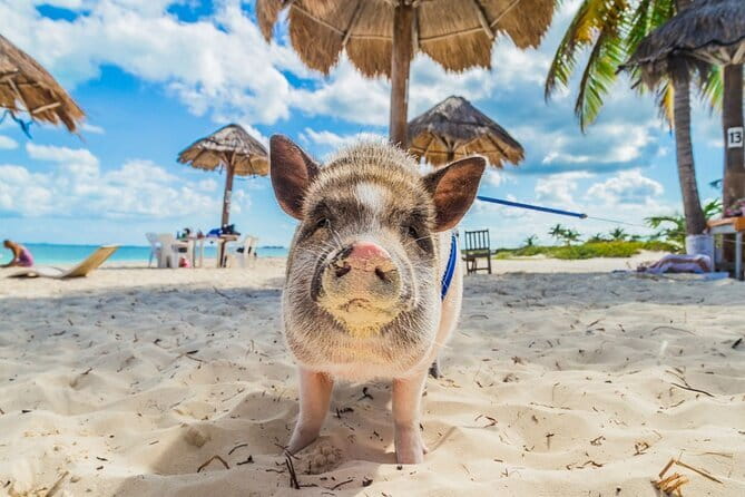 Koh Samui: Island Hopping Adventure in Coral and Pig Island - Small groups make the guides matter