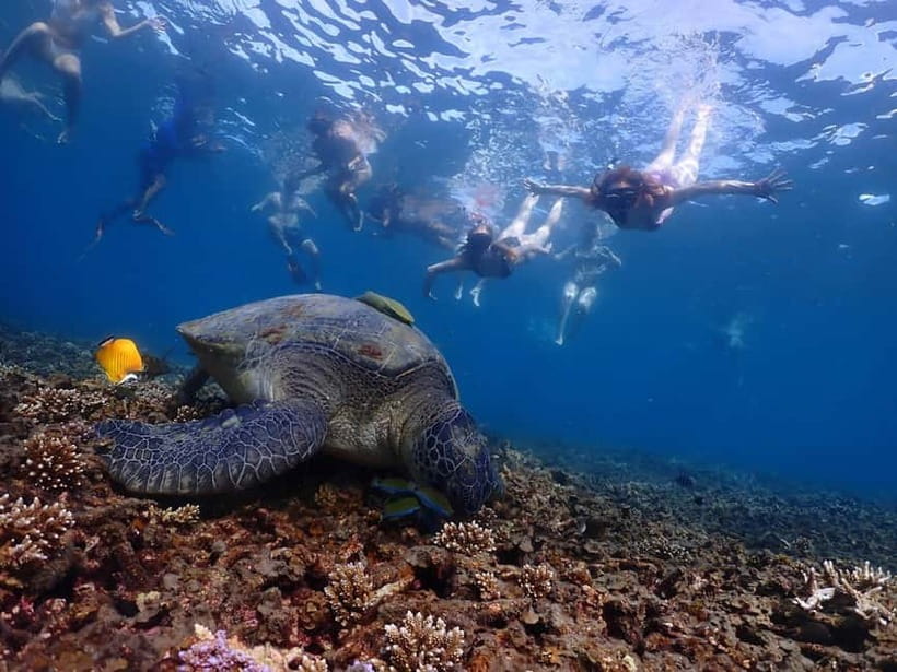 Koh Tao: Underwater Gems, Island Hopping & Snorkel Adventure - Key points to know before booking