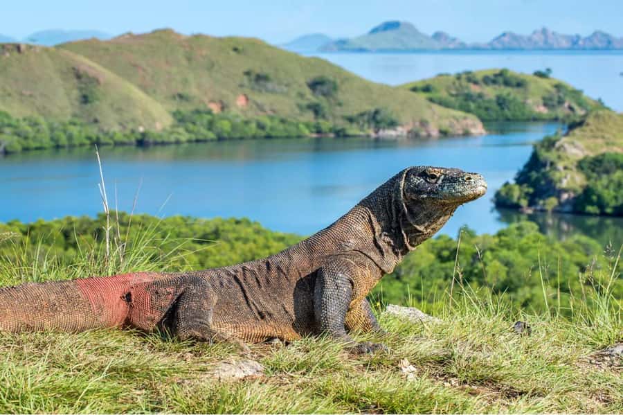 Komodo Island: Komodo Dragons & Islands Day Tour - Komodo Island brings the headline wildlife encounter