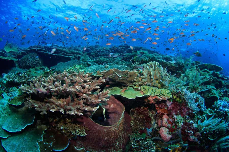 Komodo Island: Komodo Dragons & Islands Day Tour - Manta Point depends on luck, water, and courage