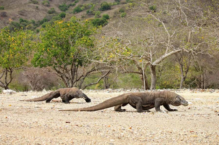 Komodo Island: Komodo Dragons & Islands Day Tour - Kanawa Island finishes with reliable snorkeling