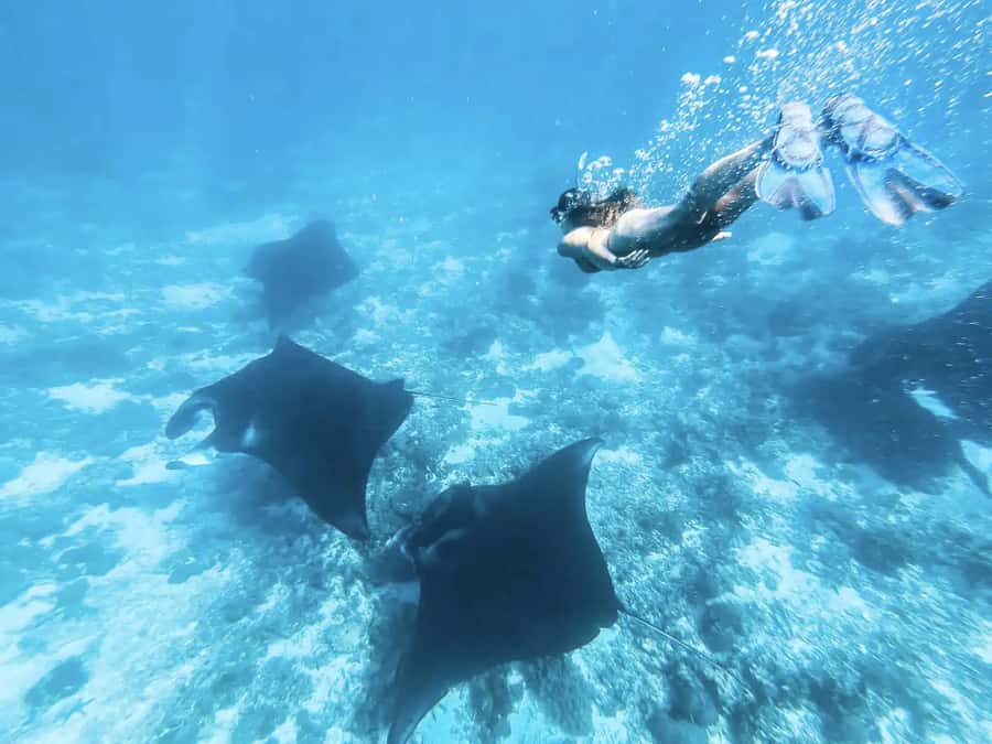 Komodo Island: Komodo Dragons & Islands Day Tour - Food, boat service, and the day’s practical rhythm