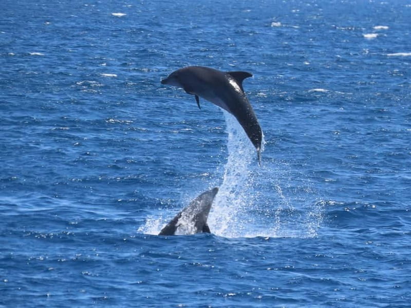 Kos: 3-Island Cruise with Lunch and Hotel Transfer - A full day at sea from Kos