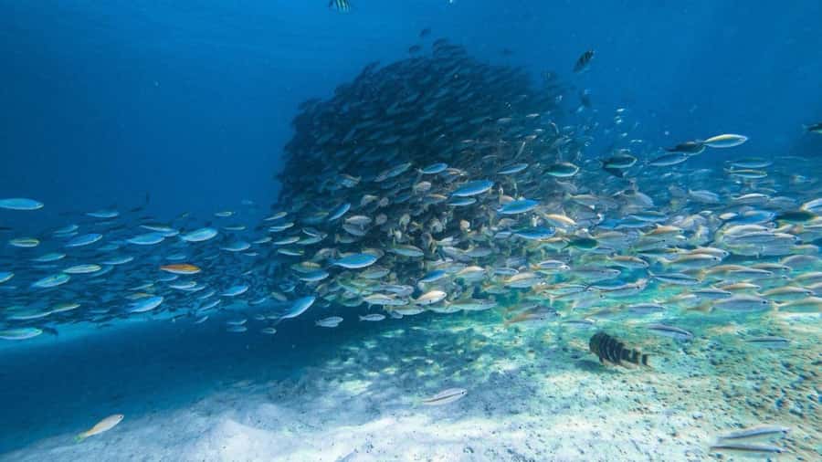 Krabi: 4 Islands Private Trip by Speedboat - A route that can beat the crowds