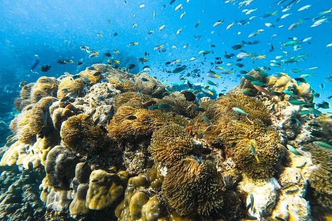 Krabi 7 Islands Sunset & Bioluminescence by Longtail boat - Tang Ming for fish and coral