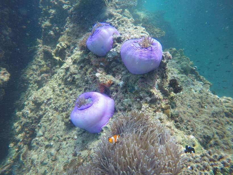 Krabi: 7 Islands Sunset Tour with Buffet Dinner & Snorkeling - Chicken Island’s famous rock profile