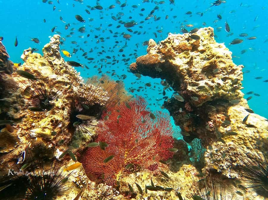 Krabi: Phi Phi Island Sunset Maya Bay and Four Islands Tour - Why this Phi Phi tour is different