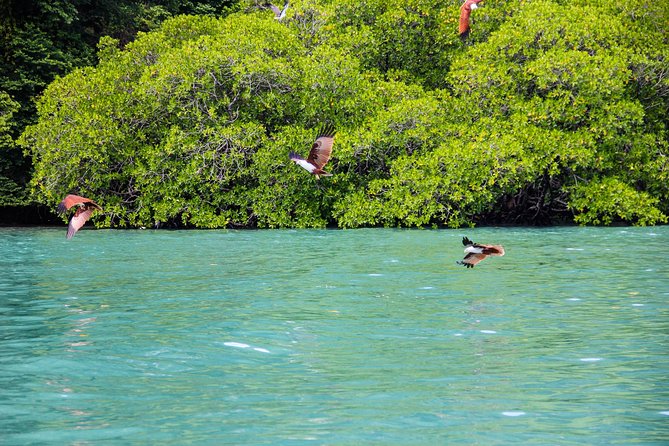 Langkawi Half Day Island Hoping Tour- Sharing basis - A quick boat ride into Langkawi’s island world