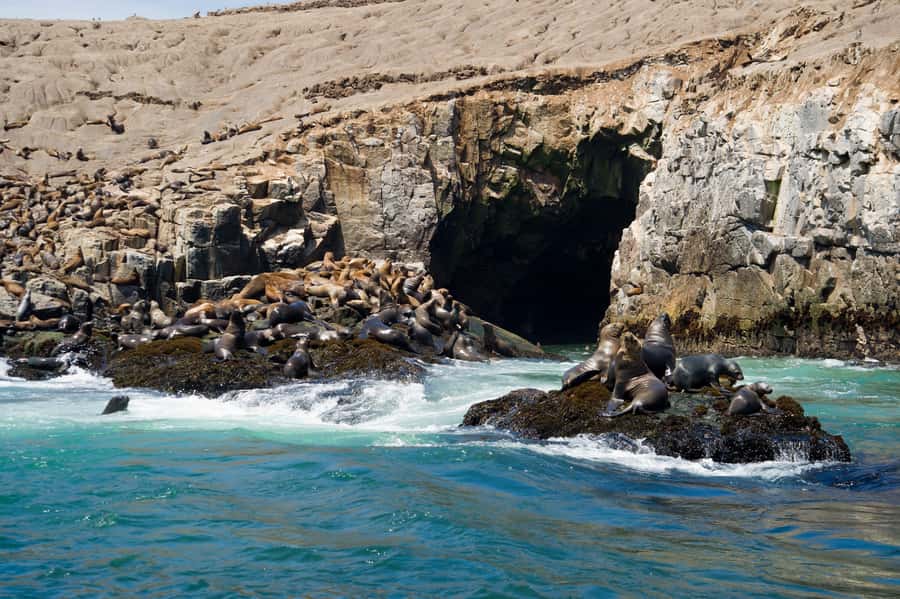 Lima: Sea Lion Swim and Wildlife Palomino Islands Cruise - Key points to know before you book