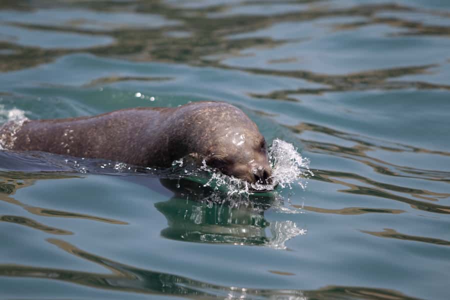 Lima: Sea Lion Swim and Wildlife Palomino Islands Cruise - Why the sea lion swim is worth your morning