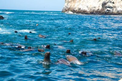 Lima: Sea Lion Swim and Wildlife Palomino Islands Cruise