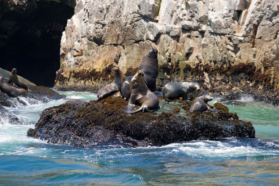 Lima: Sea Lion Swim and Wildlife Palomino Islands Cruise - Reaching the Palomino Islands