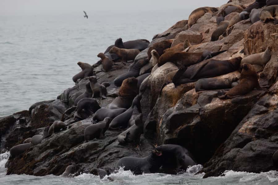 Lima: Sea Lion Swim and Wildlife Palomino Islands Cruise - What happens when you enter the Pacific