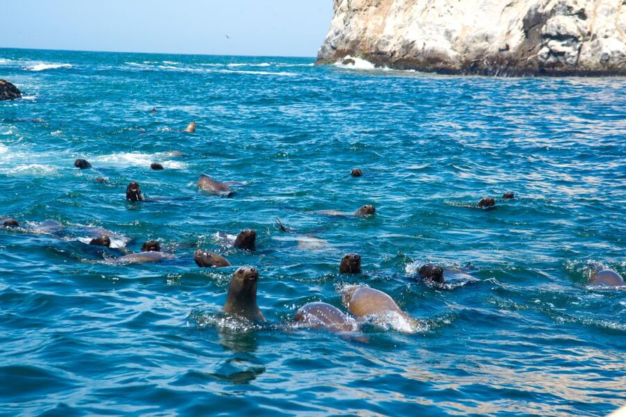 Lima: Sea Lion Swim and Wildlife Palomino Islands Cruise - The return cruise and the final bird sightings
